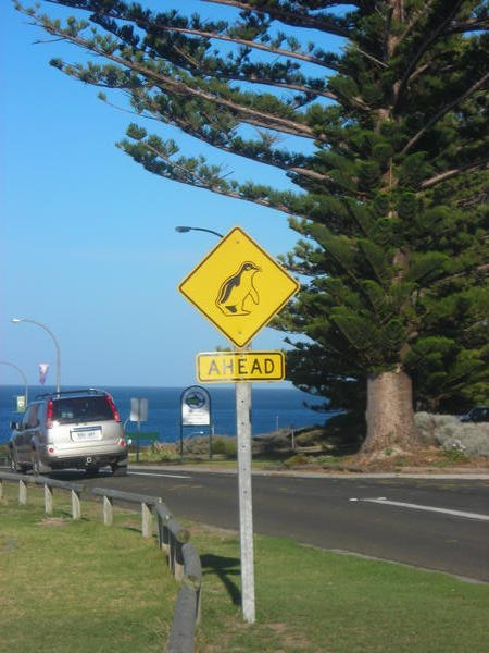 Watch out for Fairy Penguins crossing the road!