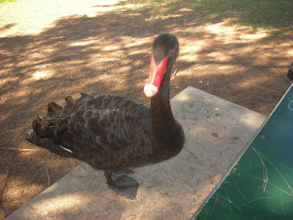 Black Swans in Adelaide...