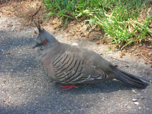 Australian Pigeon