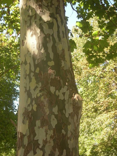 Camouflage tree in the park