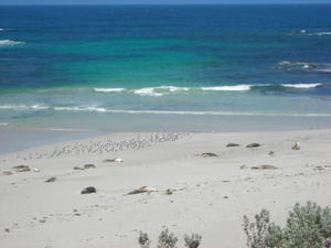 Seal Bay on Kangaroo Island