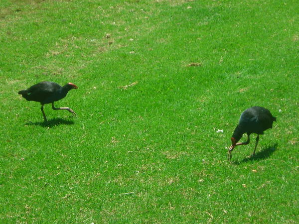 Our friendly neighbours in Port Campbell, the Pukeko's