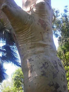Wrinkly tree in the Botanic Gardens