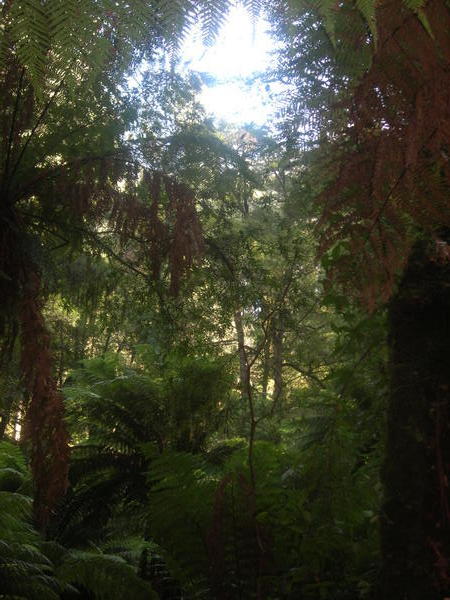 The rainforest at Tarra Valley
