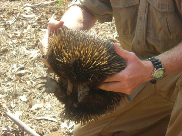 Our driver holding up an echidna he spotted at the side of the road