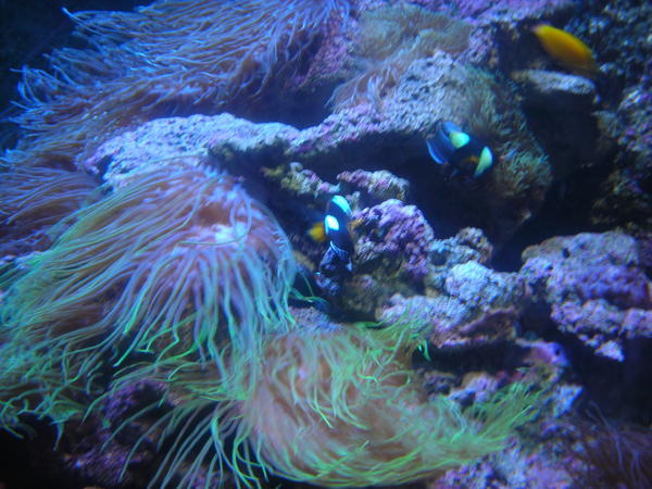 Part of the reef in the aquarium