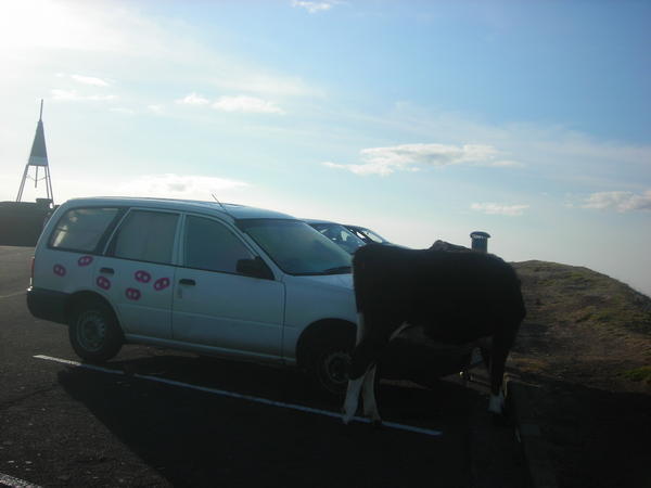 A cow licking a car at the top of Mount Eden just before we left Auckland