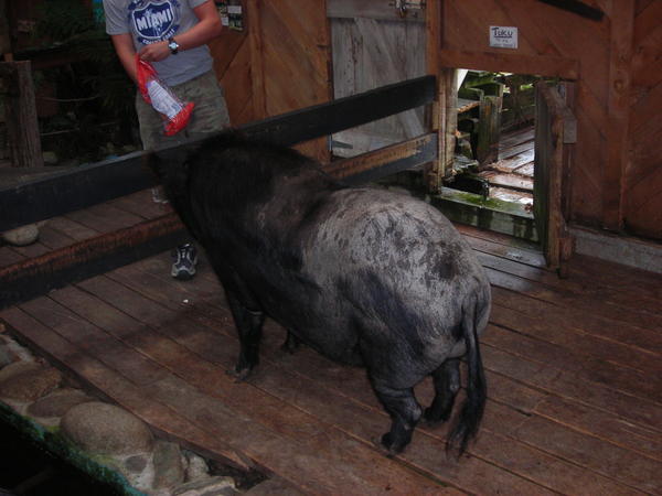 Big hog at the Bushman's Centre