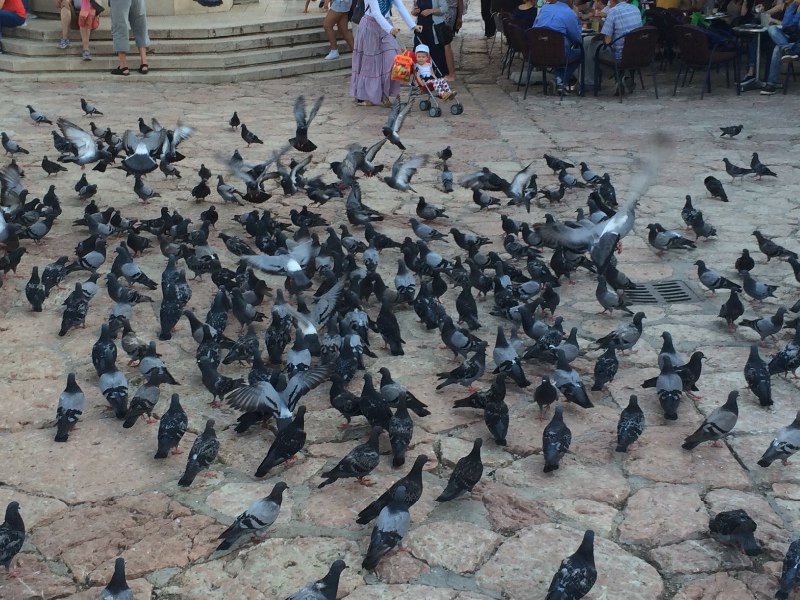 Pigeon Square