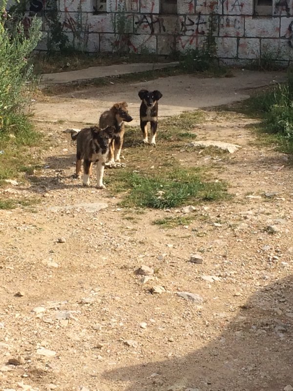 German Shepard Puppies at the White Fortress