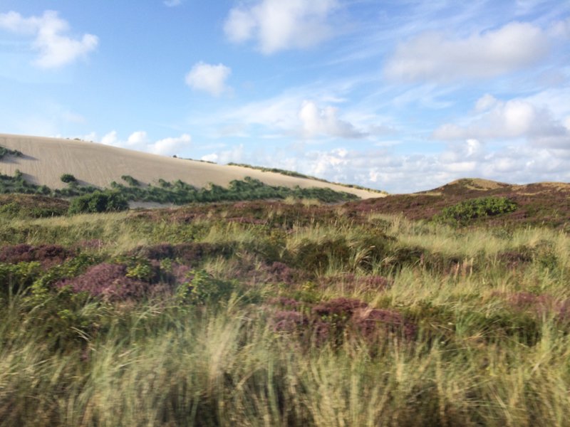 The dunes of Sylt