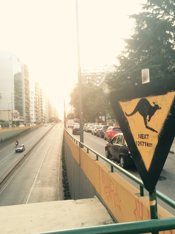 Apparently there's a kangaroo problem in Buenos Aires?