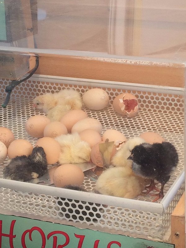 Baby chicks!