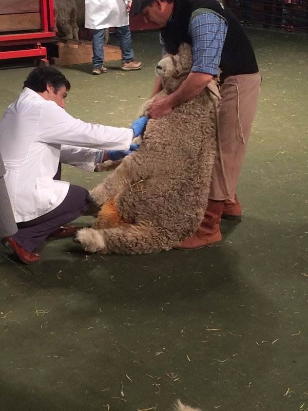 Judging a sheep's stomach