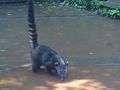 These are coatis