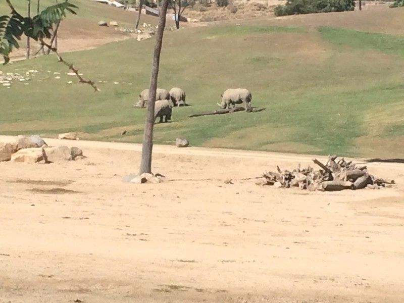 Southern White Rhinos...not much less endangered than Northern