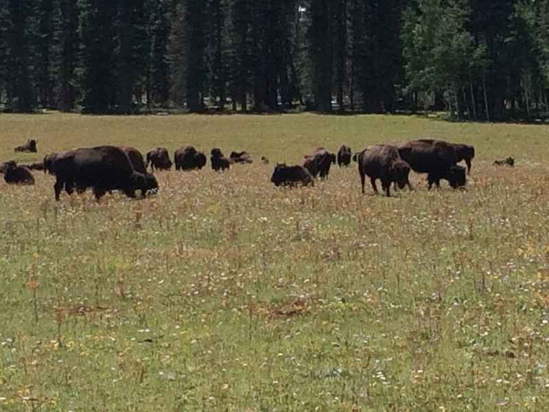 We drove by a herd of bison