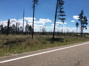 There was a wildfire that destroyed a lot of land around the drive