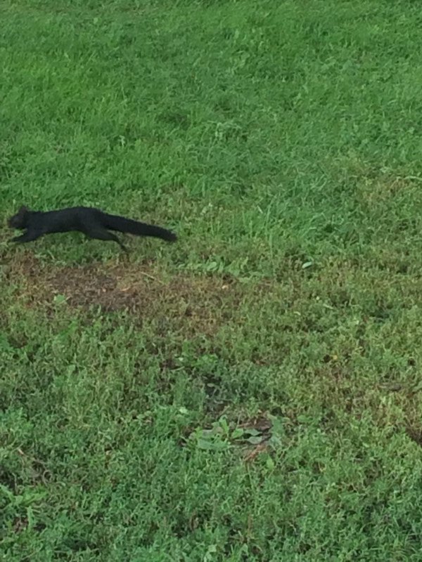 Black squirrel. Super rare.
