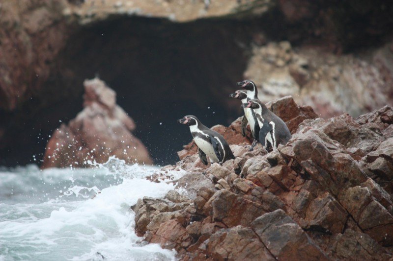 Pinguine auf Islas Ballestas