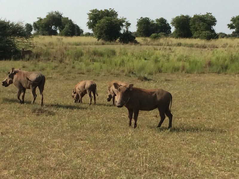 Warthogs... So cute!