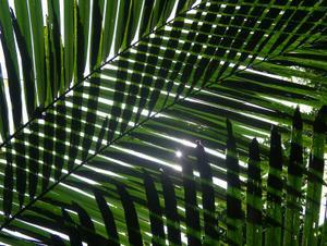 jungle leaves | Photo