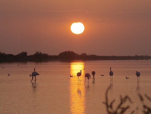 Flamingos in sunset