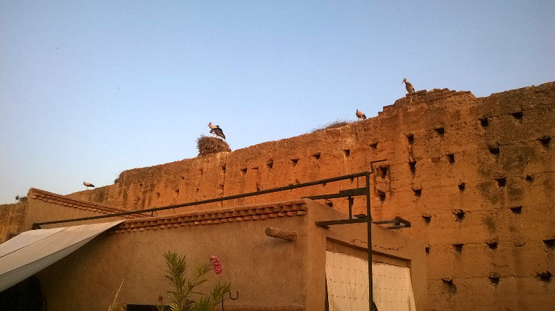 Storks on the Palace walls