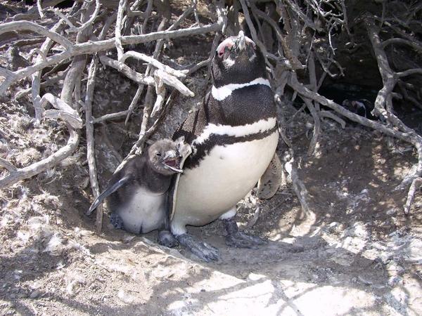 Punto Tombo Penguin Colony