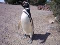 Punto Tombo Penguin Colony