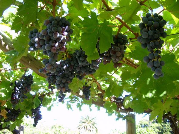 Chilecito vineyard