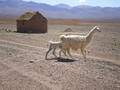 Llamas in remote village