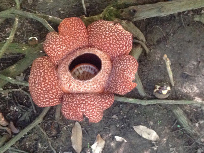 Rafflesia in bloom