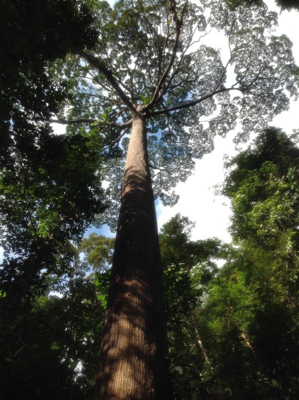 Mighty rainforest tree