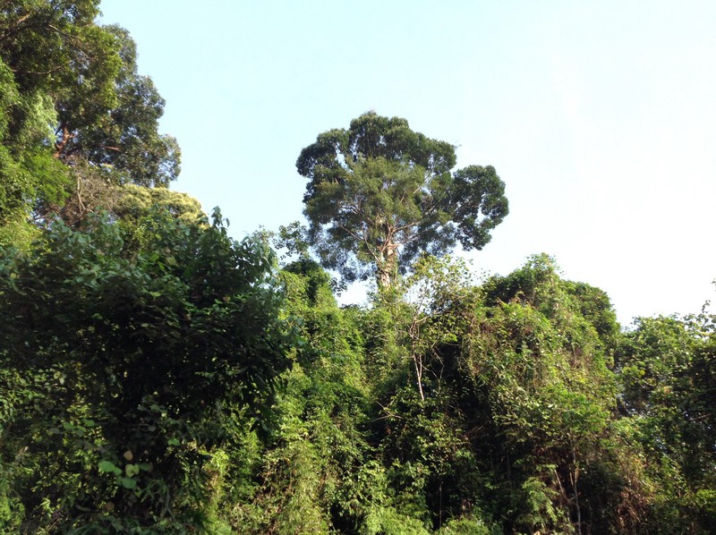 Our tall fruiting tree with the Bornean gibbon.