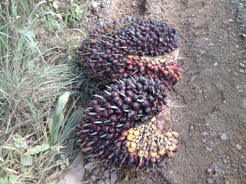 Bunches of oil palm fruit 