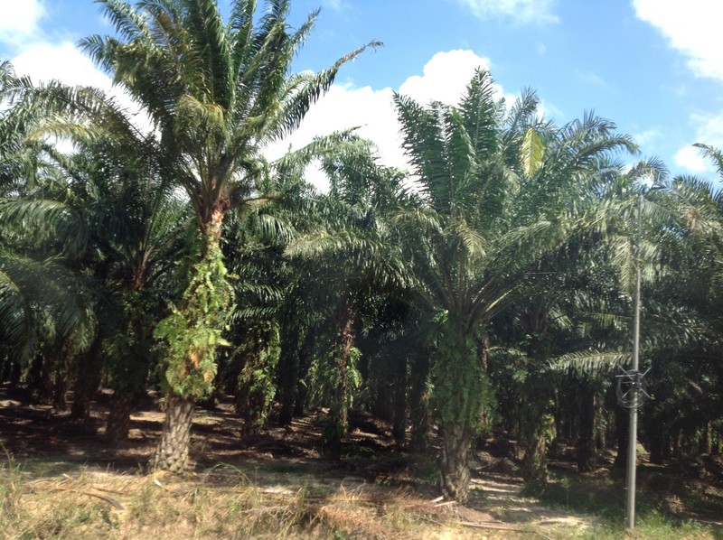 Oil palm plantation with little ground cover