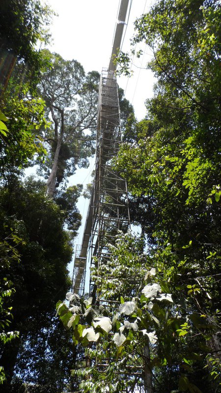 Rainforest canopy walkway
