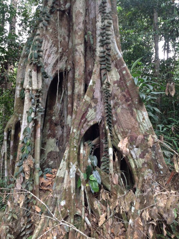 Rainforest tree buttress roots