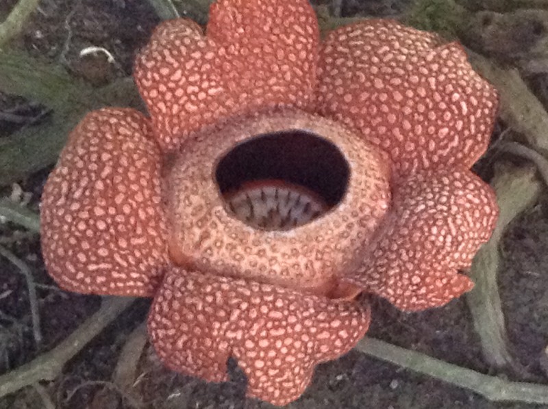 Rare rafflesia flower
