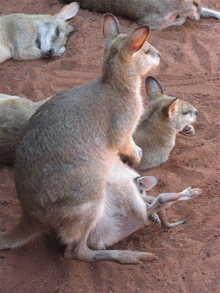 A kangaroo and her joey