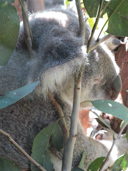A really cute koala!