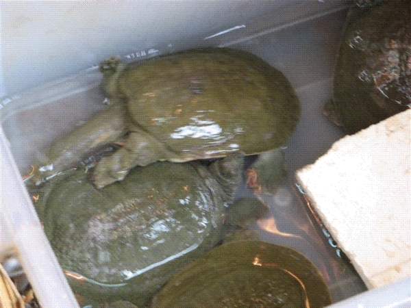 Turtles at the market--dinner?