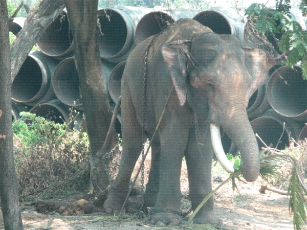 Elephant on the roadside