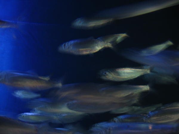 Herring at the aquarium: a resident of the Baltic Sea