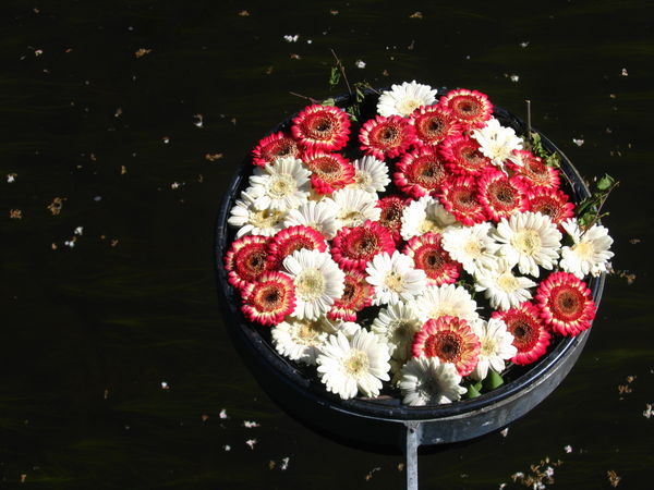 Uppsala flowers