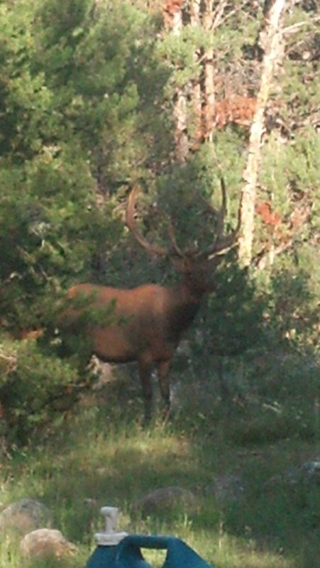 Elk in our neighbors campsite