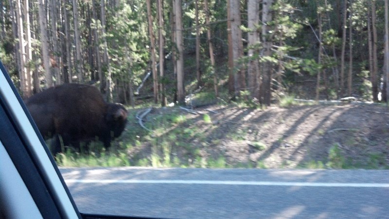 Roadside Bison. 