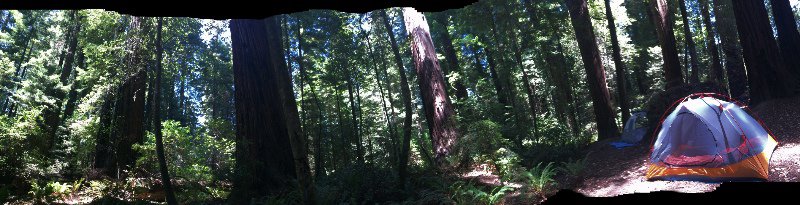 Redwood campsite