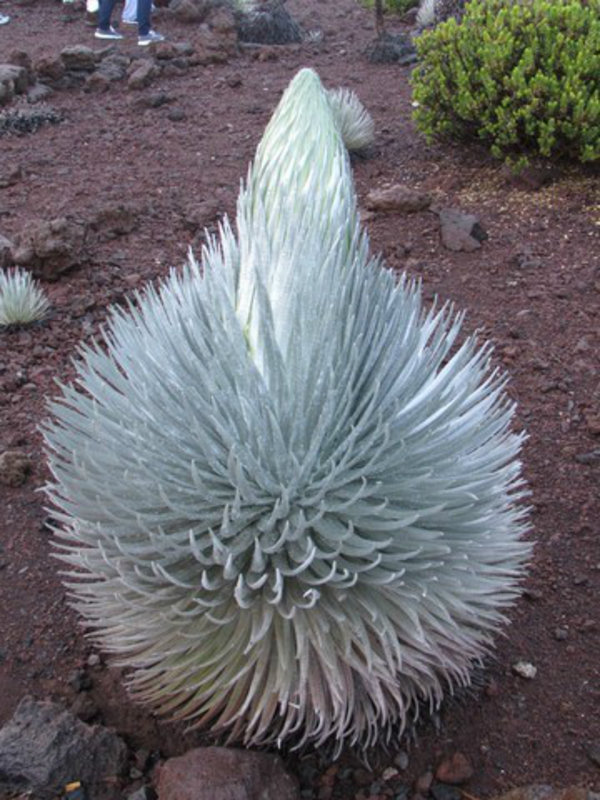 Silversword Plant About to Bloom